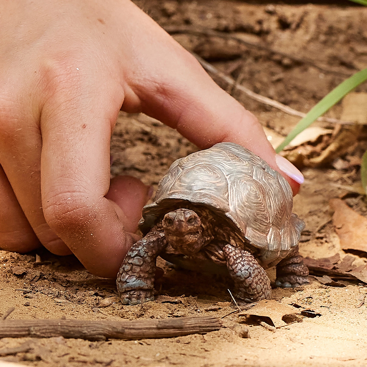 Giant Tortoise Animal Toy