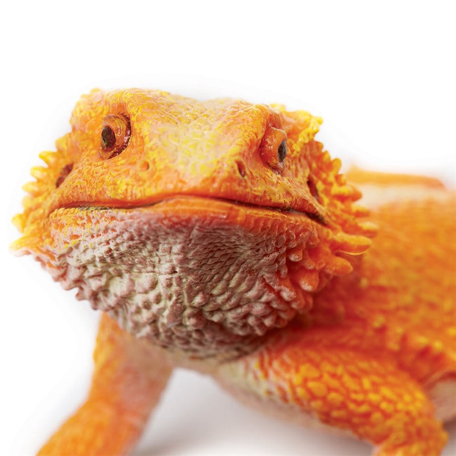 Bearded sales dragon figure