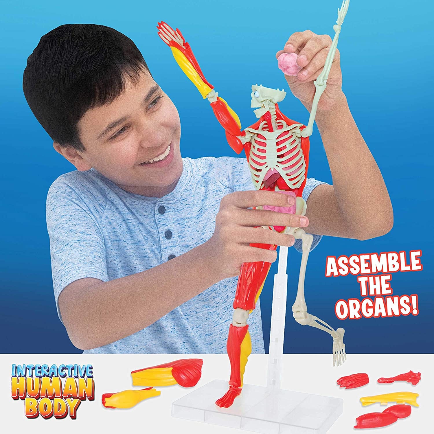 Interactive Human Body Creative Kids Lil Tulips