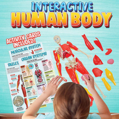 Interactive Human Body Creative Kids Lil Tulips