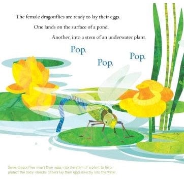 Soar High, Dragonfly! Sleeping Bear Press Lil Tulips